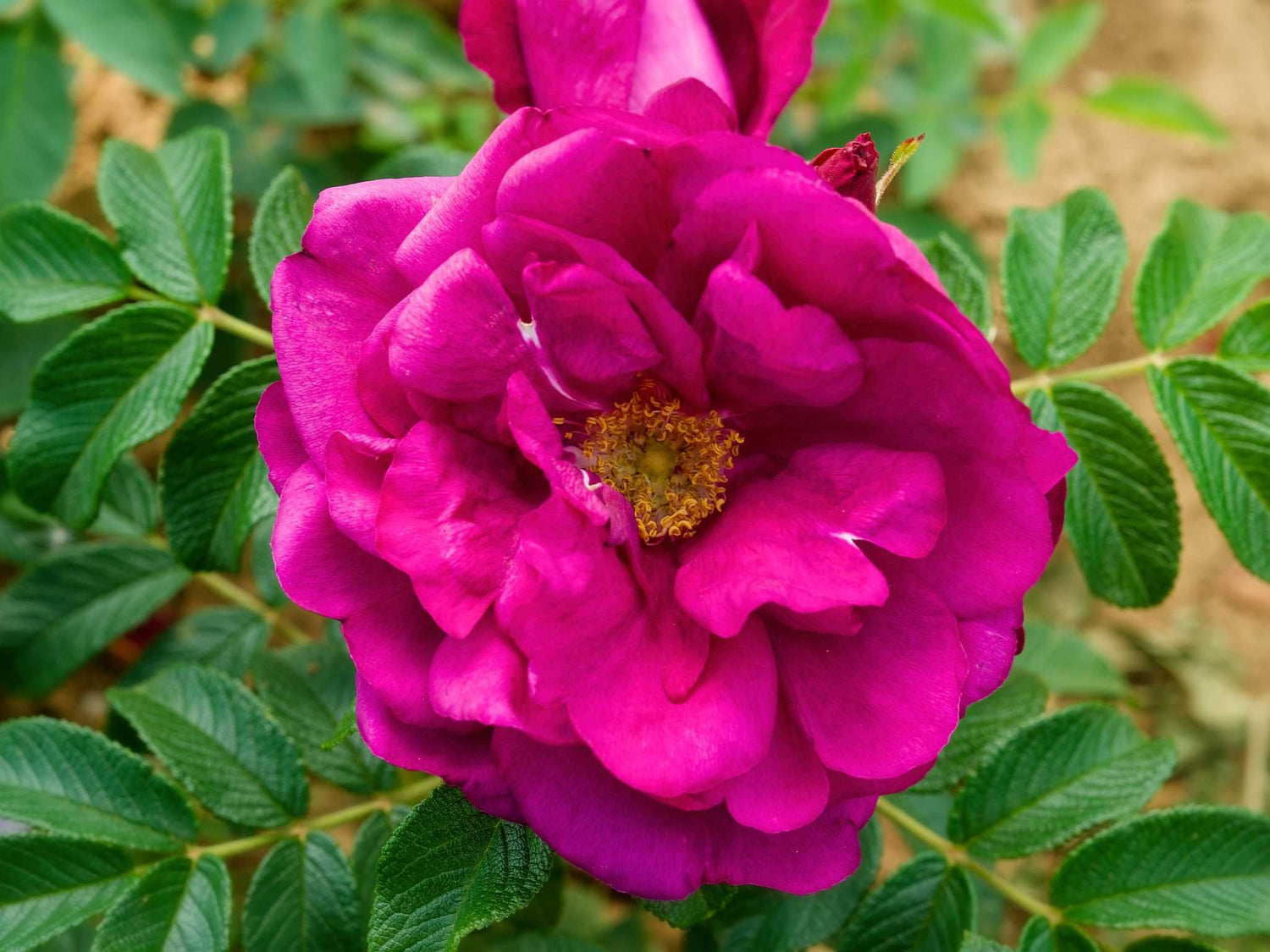 Wild Bee Rugosa - Kartoffelrose Strauchrose