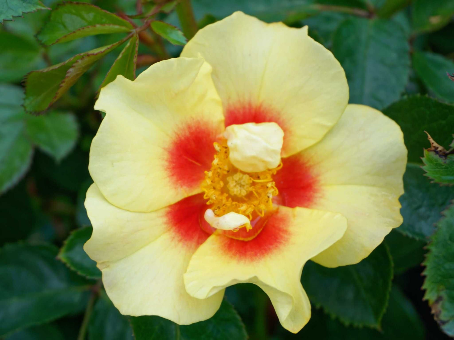 Eye of the Tiger - Beetrose