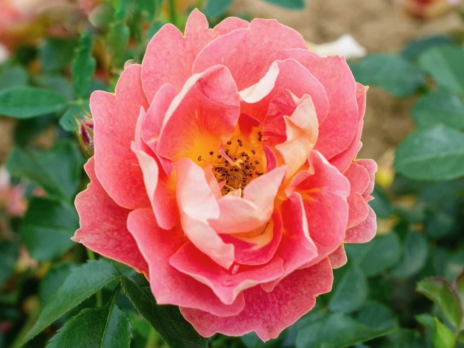 Bienenweide Mango - Bodendeckerrose