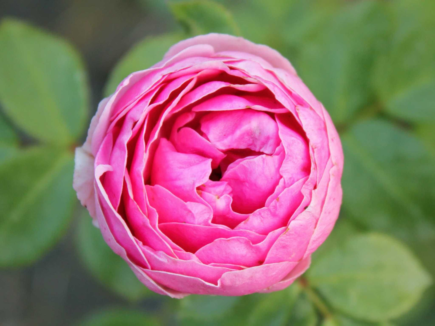 Pomponella - Beetrose