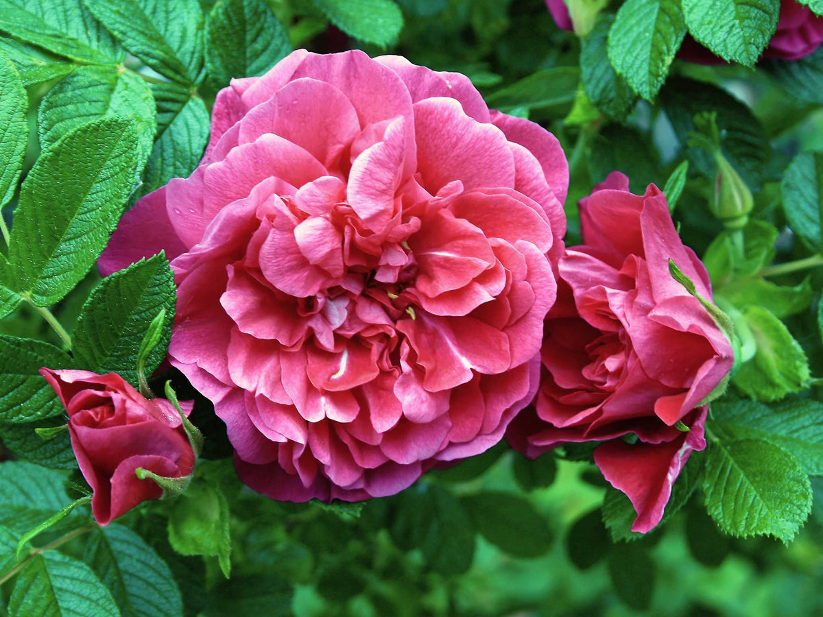 Christine Ursula - Rugosa- Kartoffelrose Str.