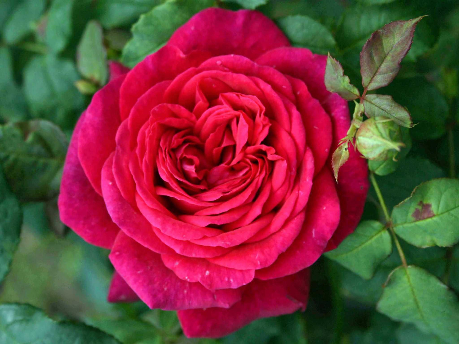 Johann Wolfgang von Goethe - Edelrose