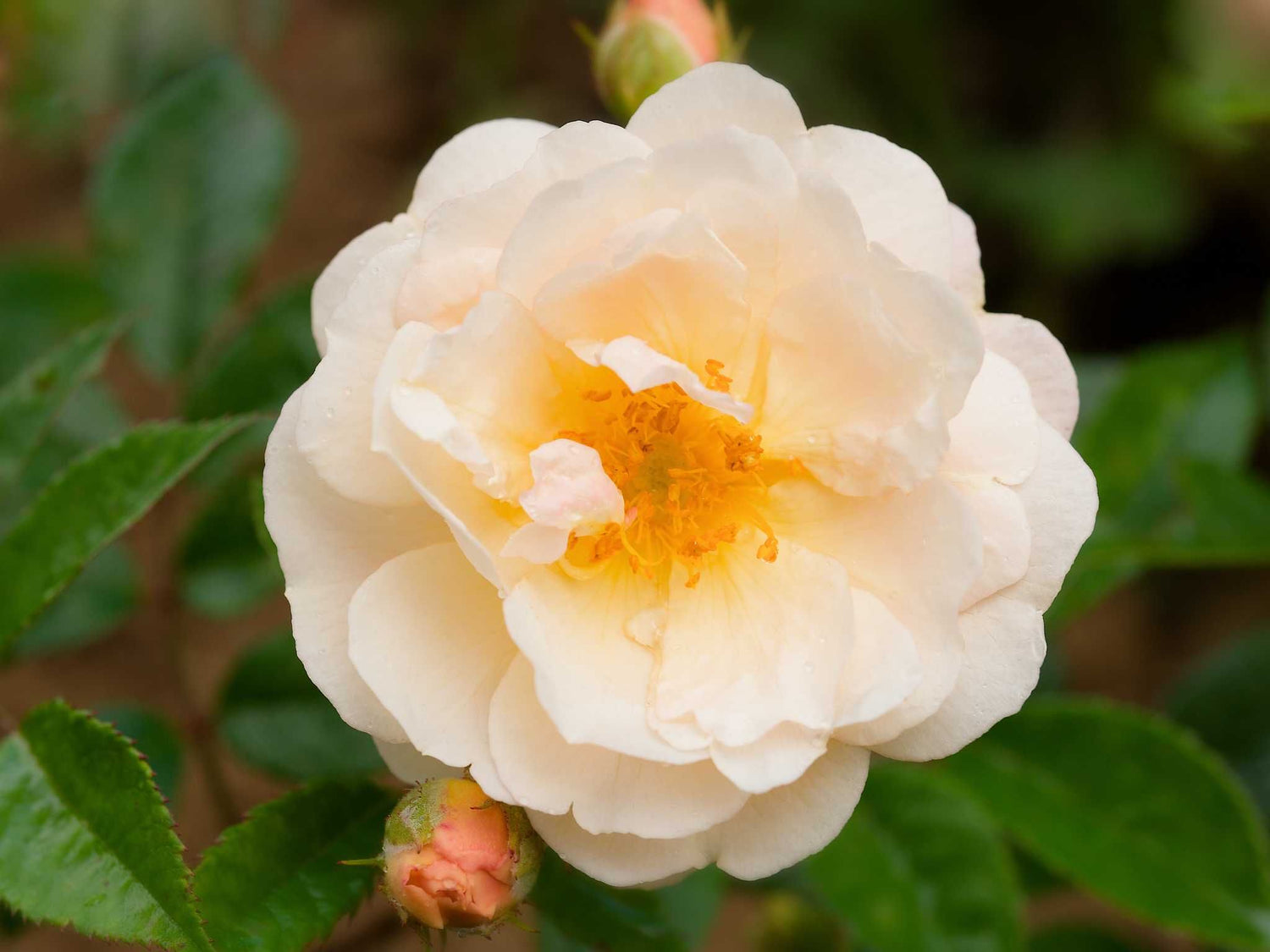 Ghislaine de Feligonde - Kletterrose Rambler