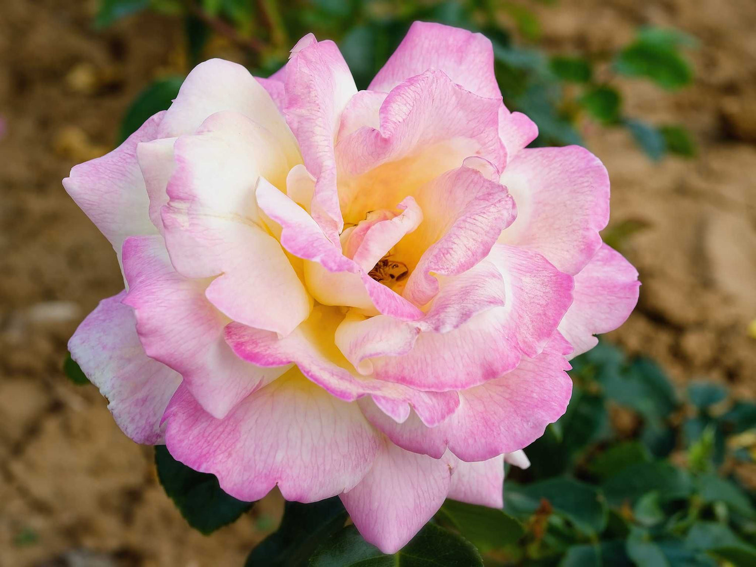 Gloria Dei - Edelrose