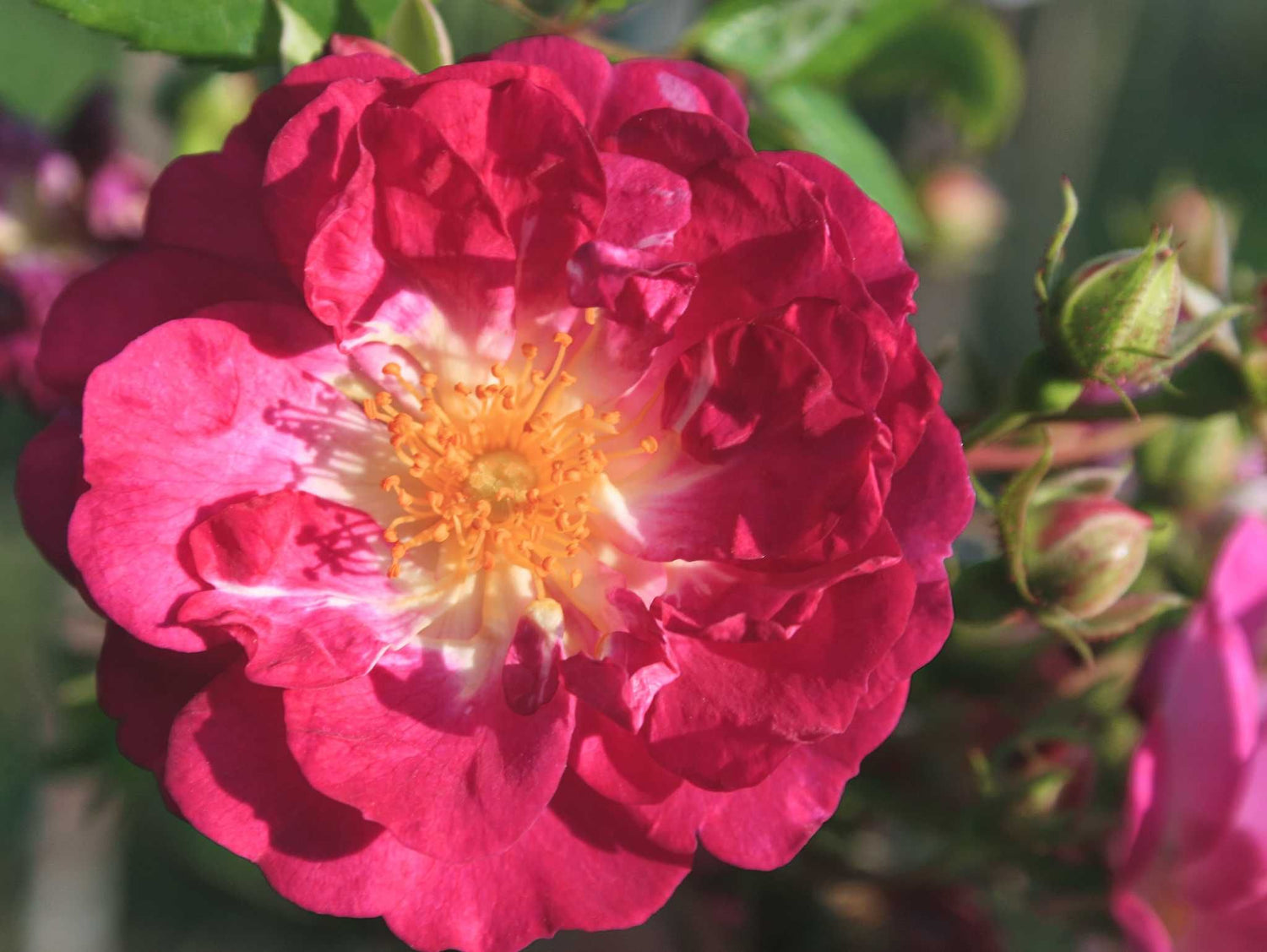 Hermann Schmidt - Kletterrose Rambler