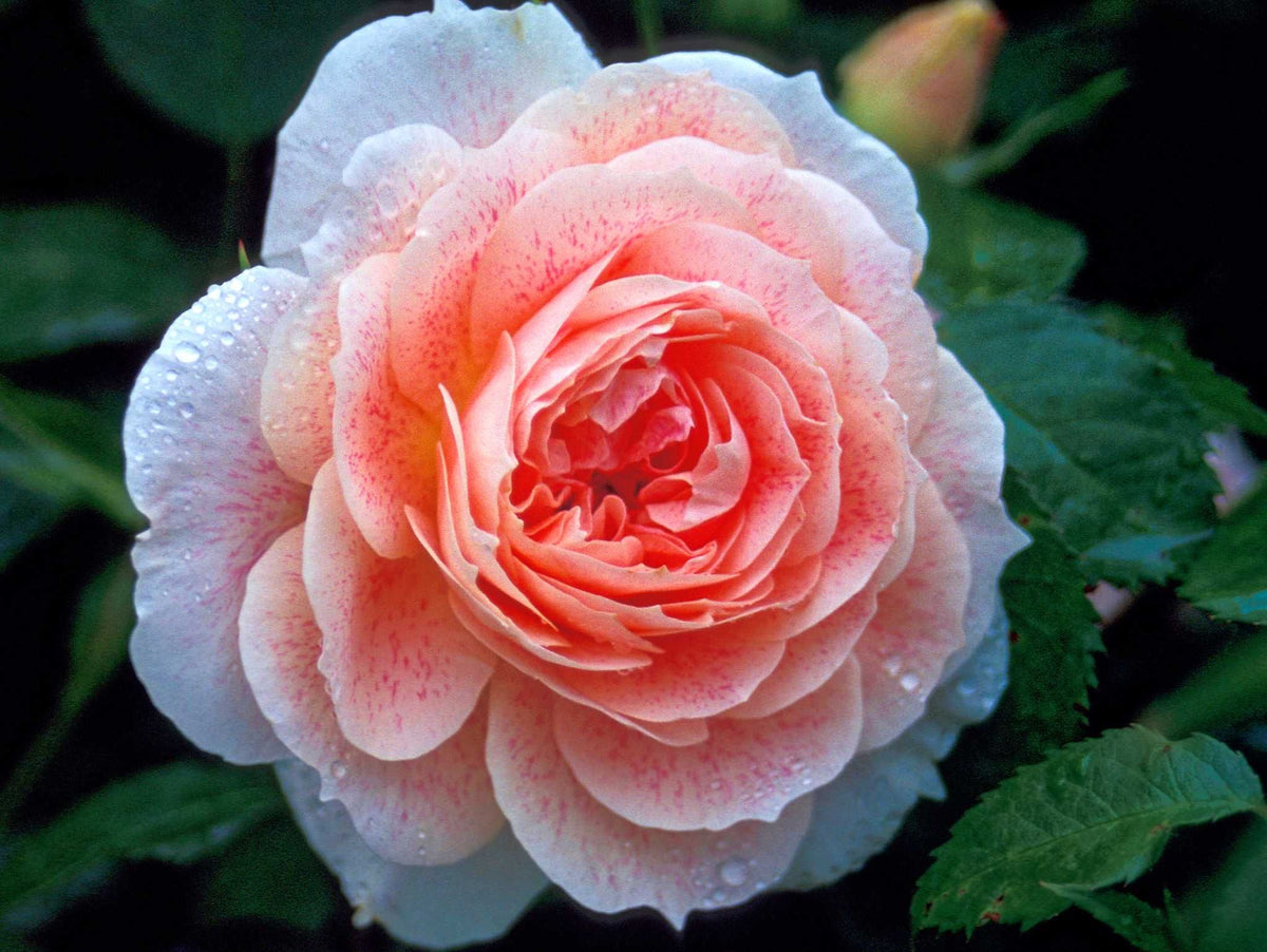 Kir Royal - Kletterrose Climber