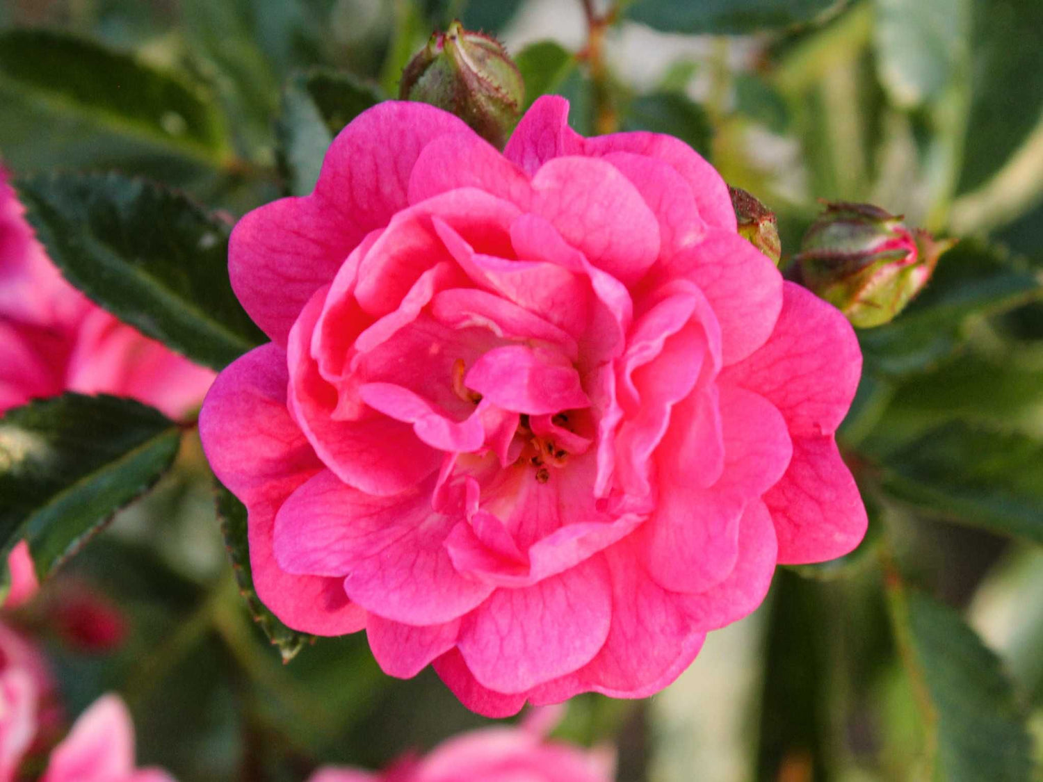 Lovely Fairy - Bodendeckerrose