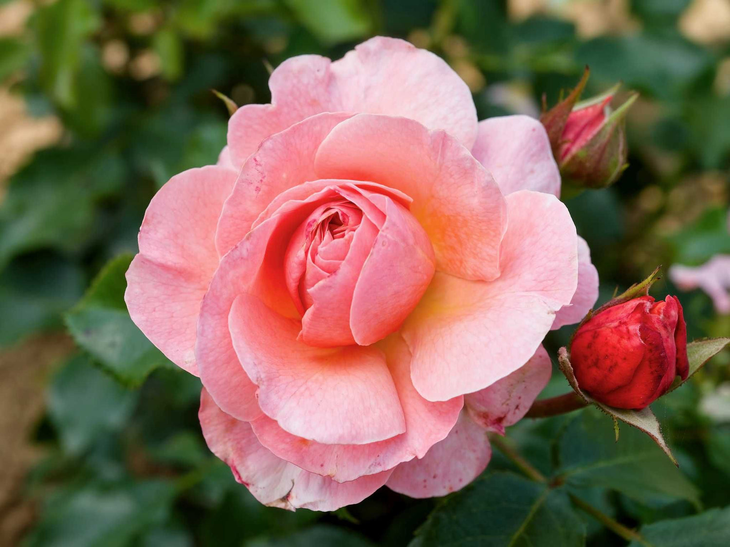 Marie Curie - Beetrose