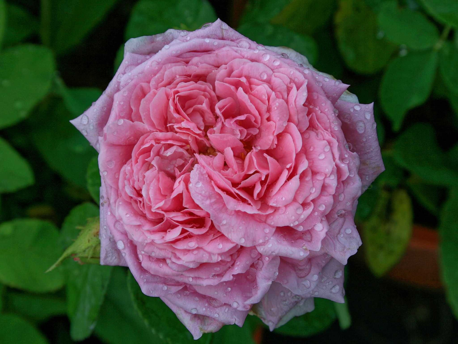 Mme Boll - Portlandrose Strauchrose