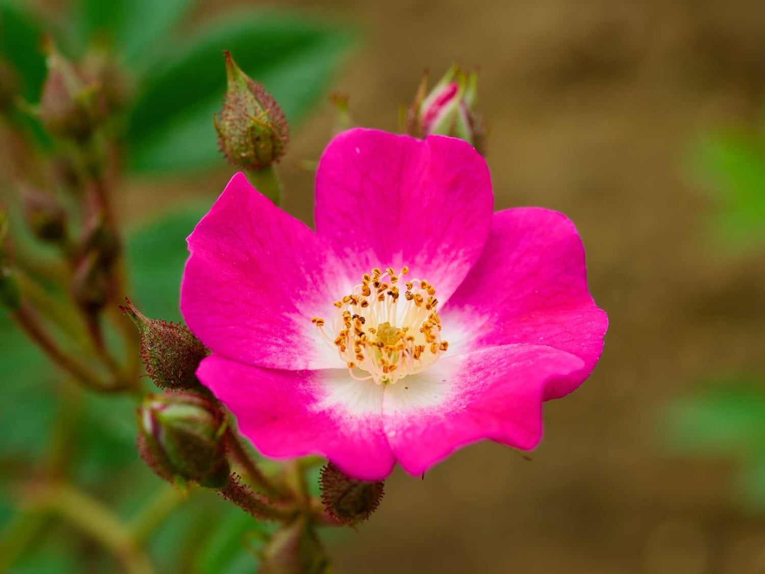 Mozart - Moschusrose Strauchrose