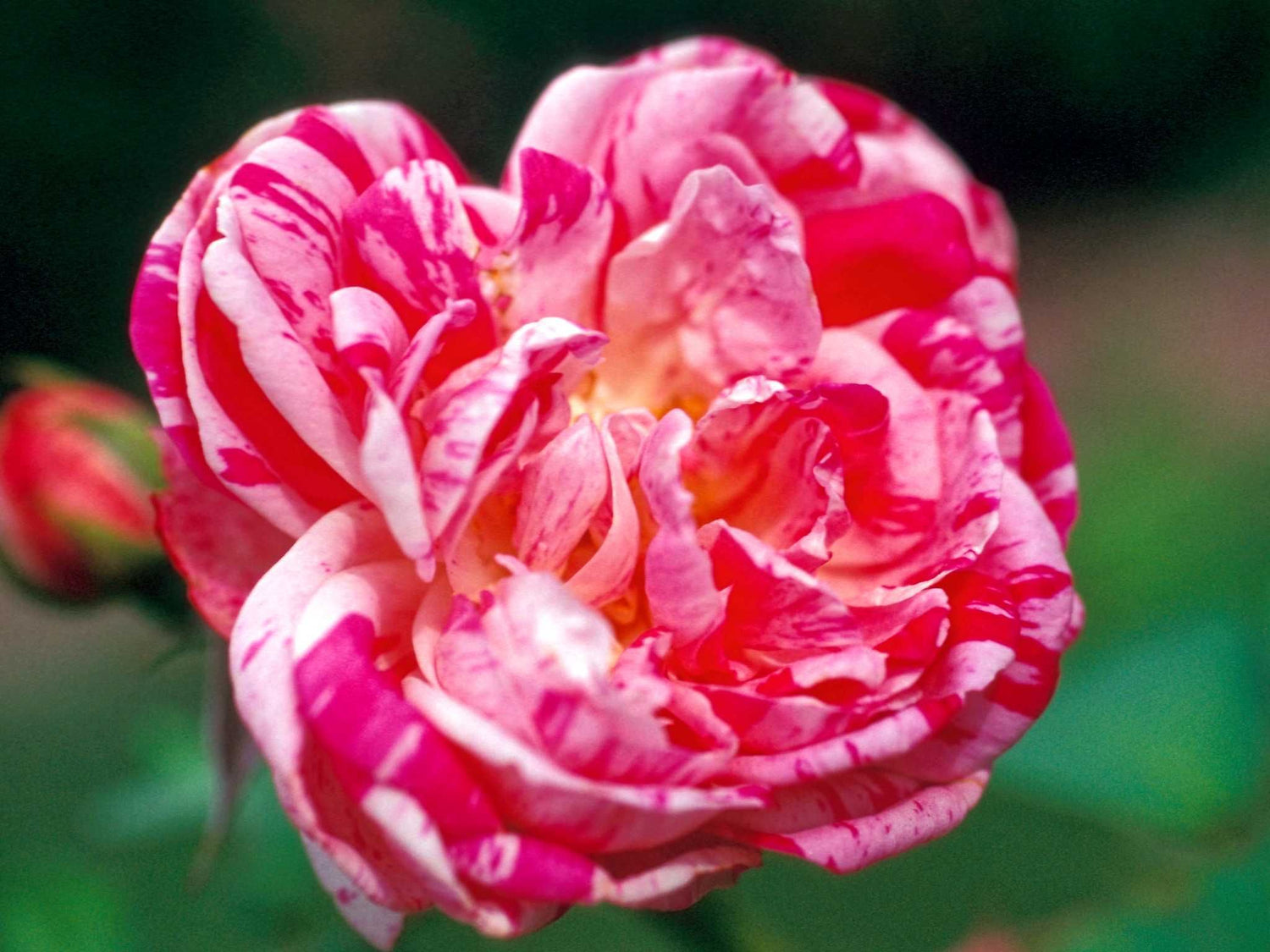 Province Panachée - Bourbonrose Strauchrose