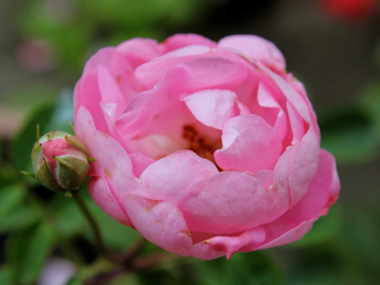 Raubritter - Kletterrose Rambler