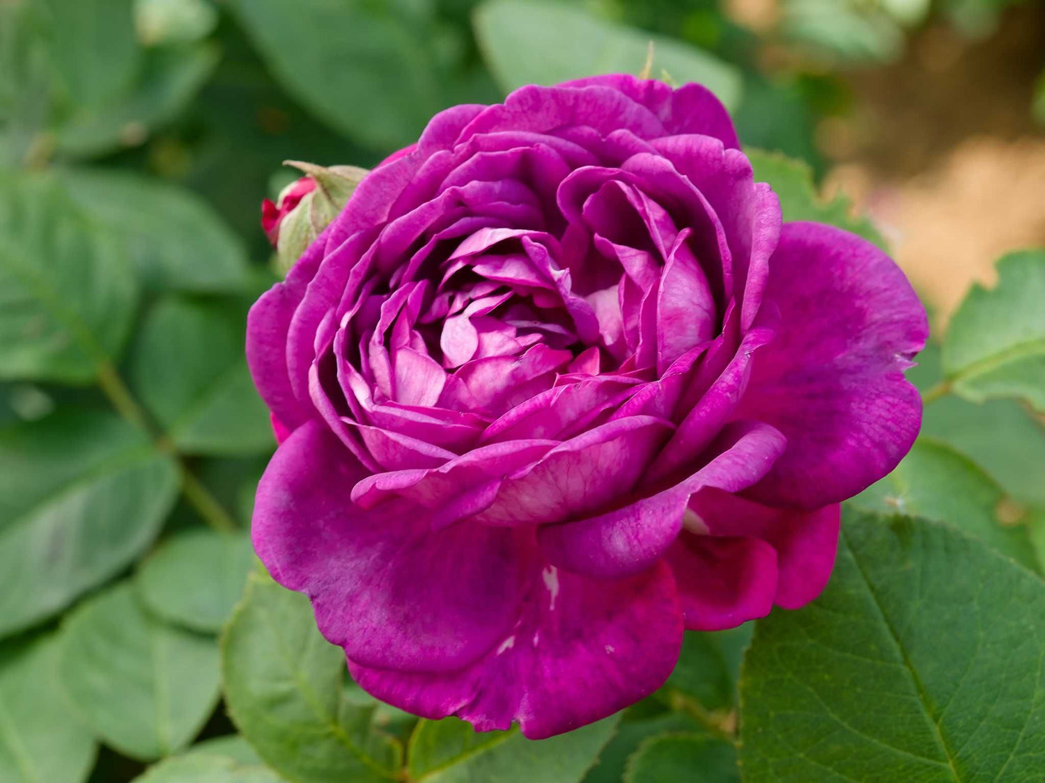 Reine des Violettes - Strauchrose