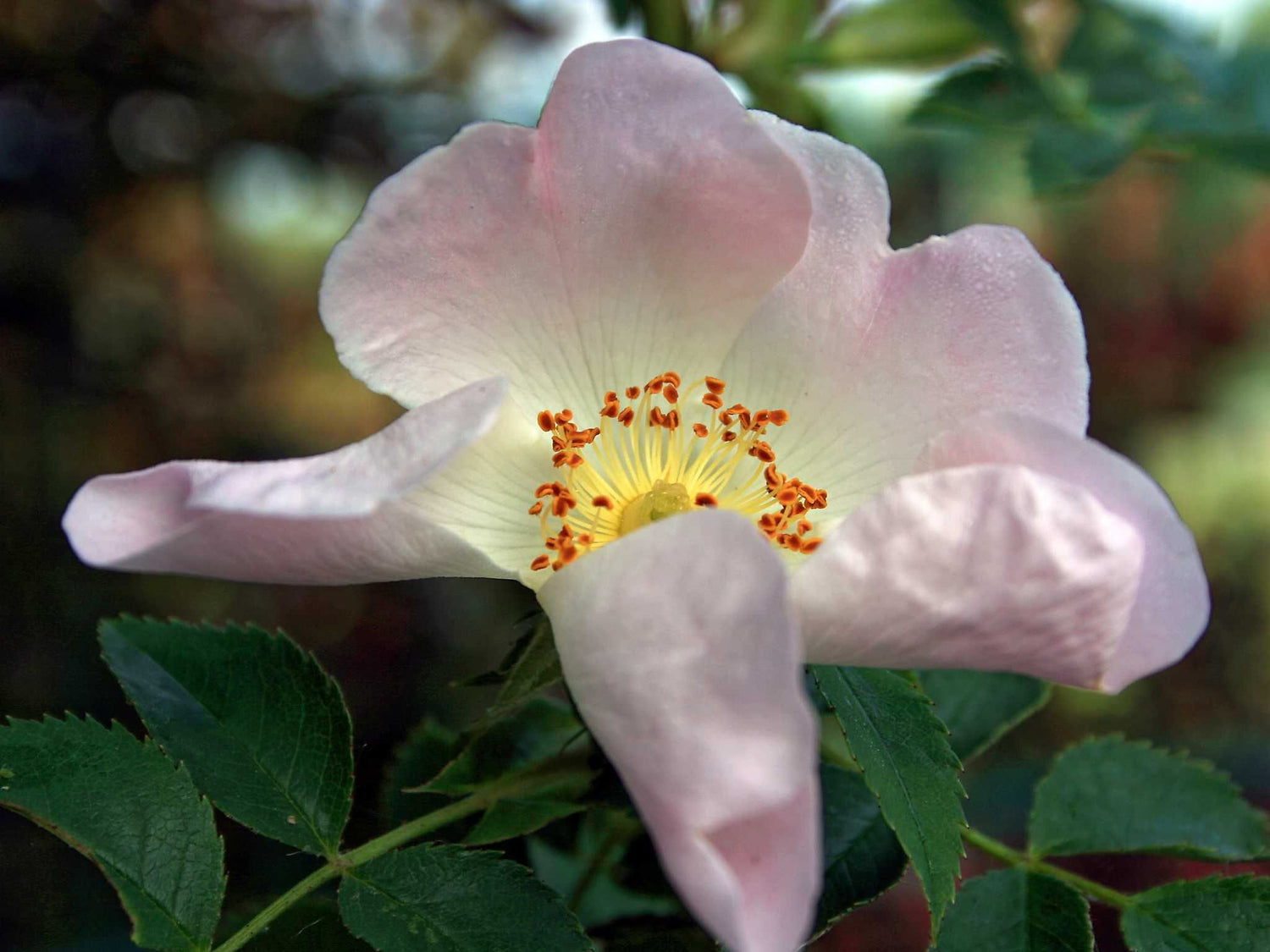 Canina - Hundsrose Strauchrose