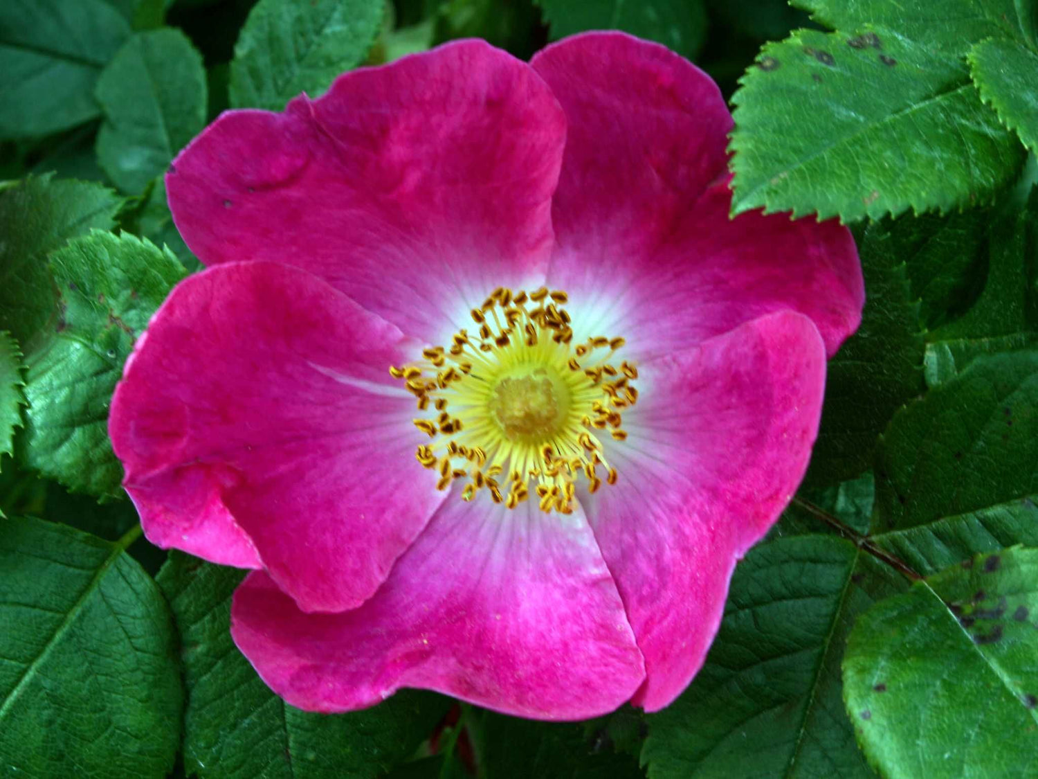 Canina Van Kiese - Wildrose Strauchrrose