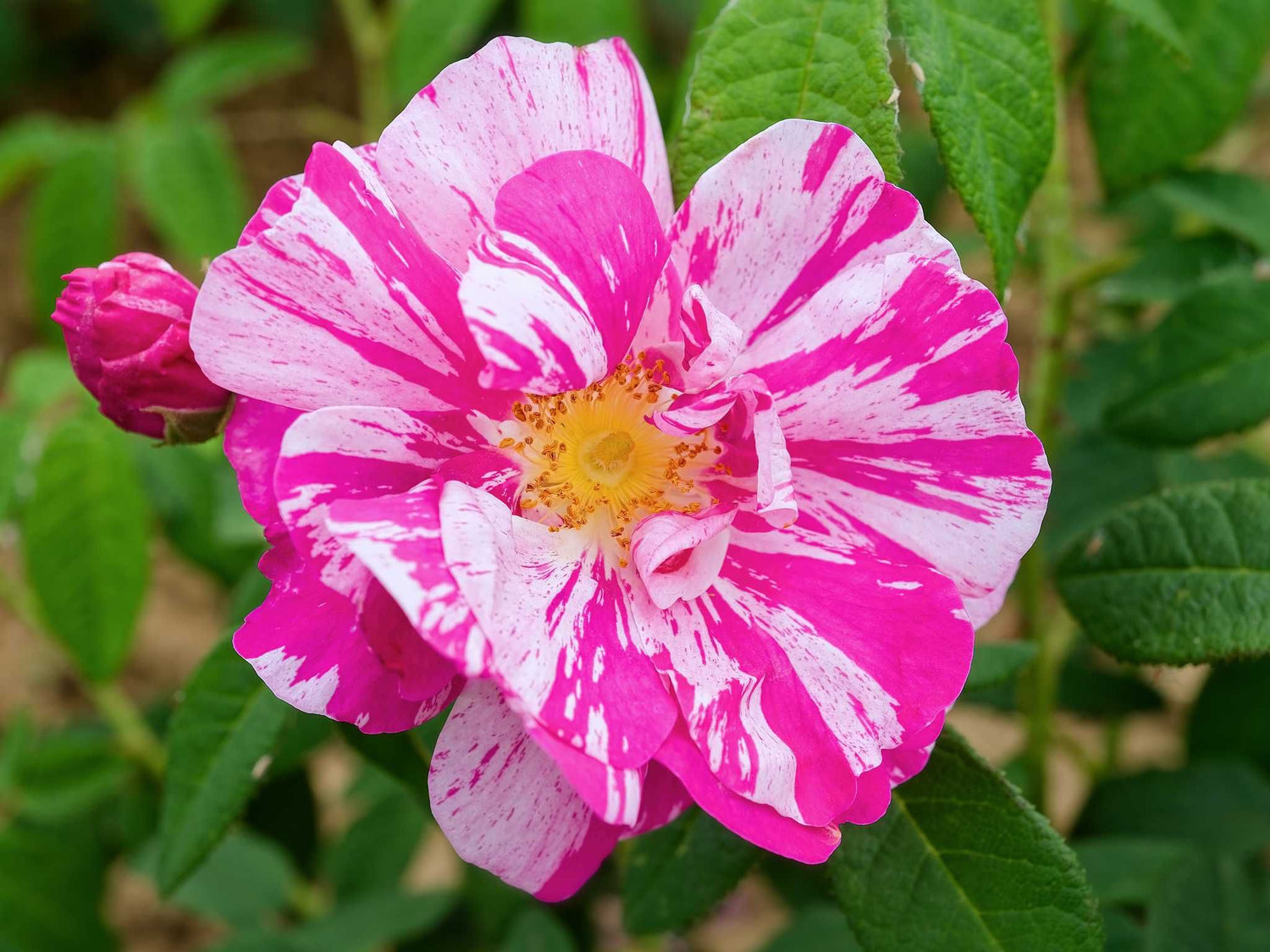 Gallica versicolor - Strauchrose