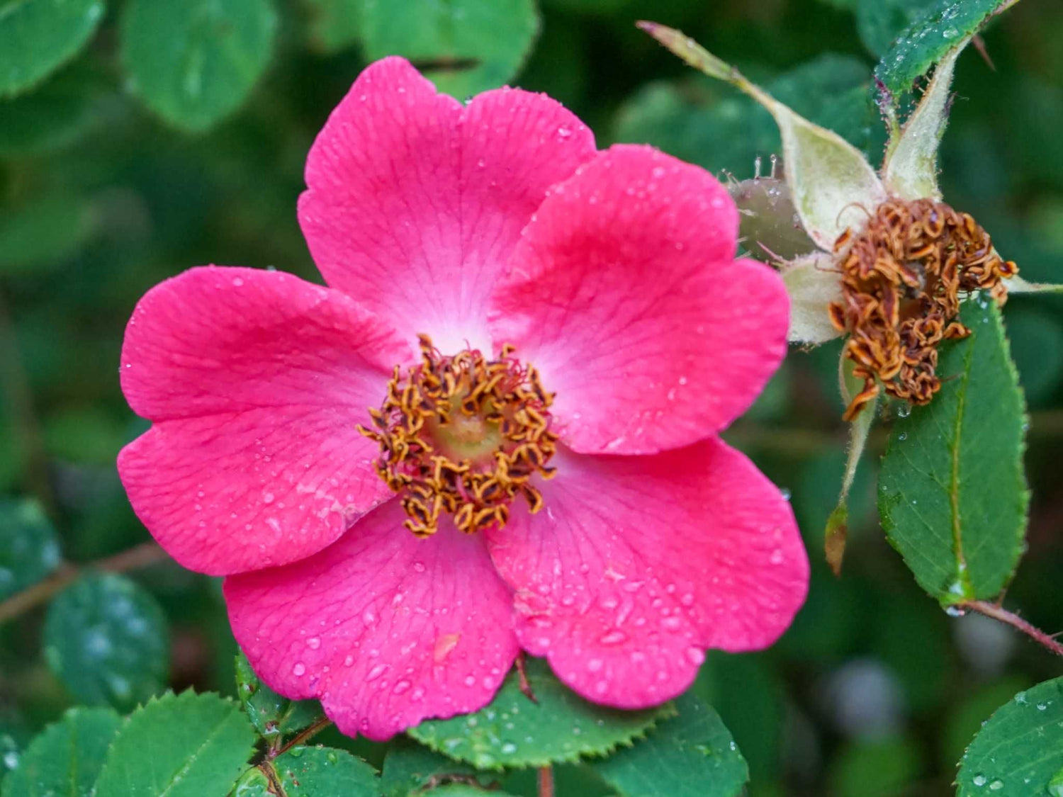 Moyesii - Mandarinrose Wildrose Strauchrose