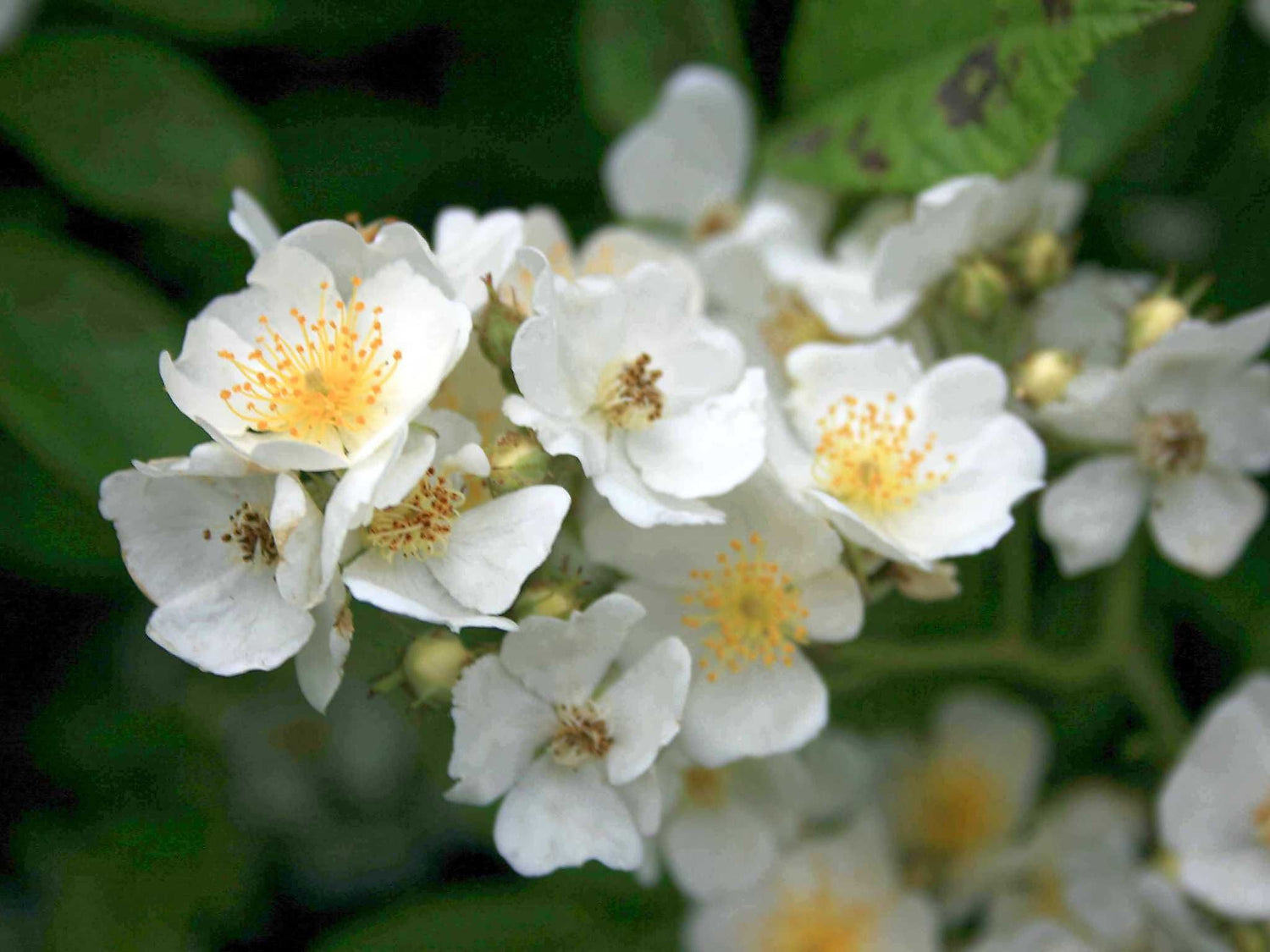 Multiflora - Vielblütige Rose Wildrose Kletterrose
