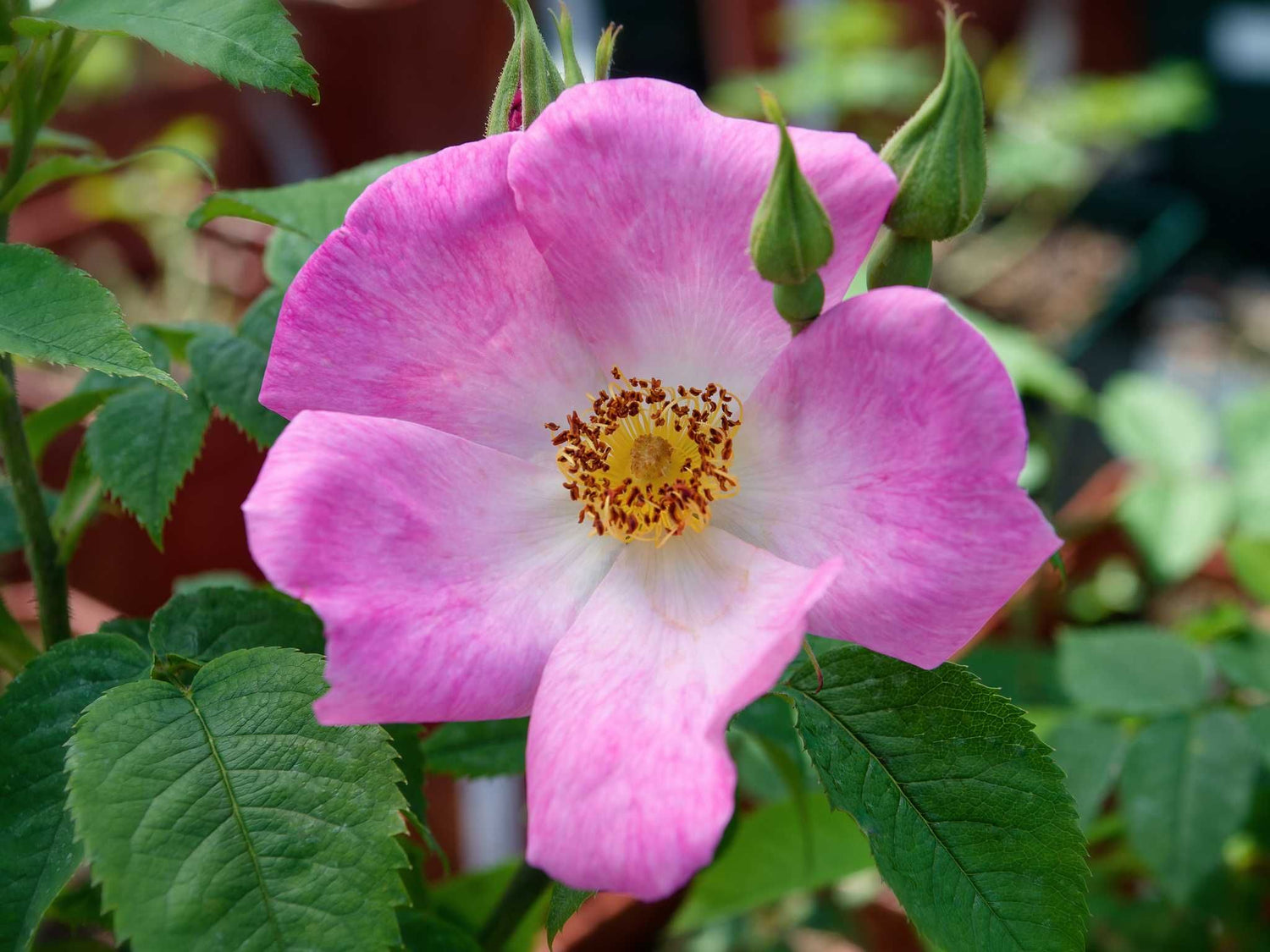 Rubiginosa - Weinrose Wildrose Strauchrose