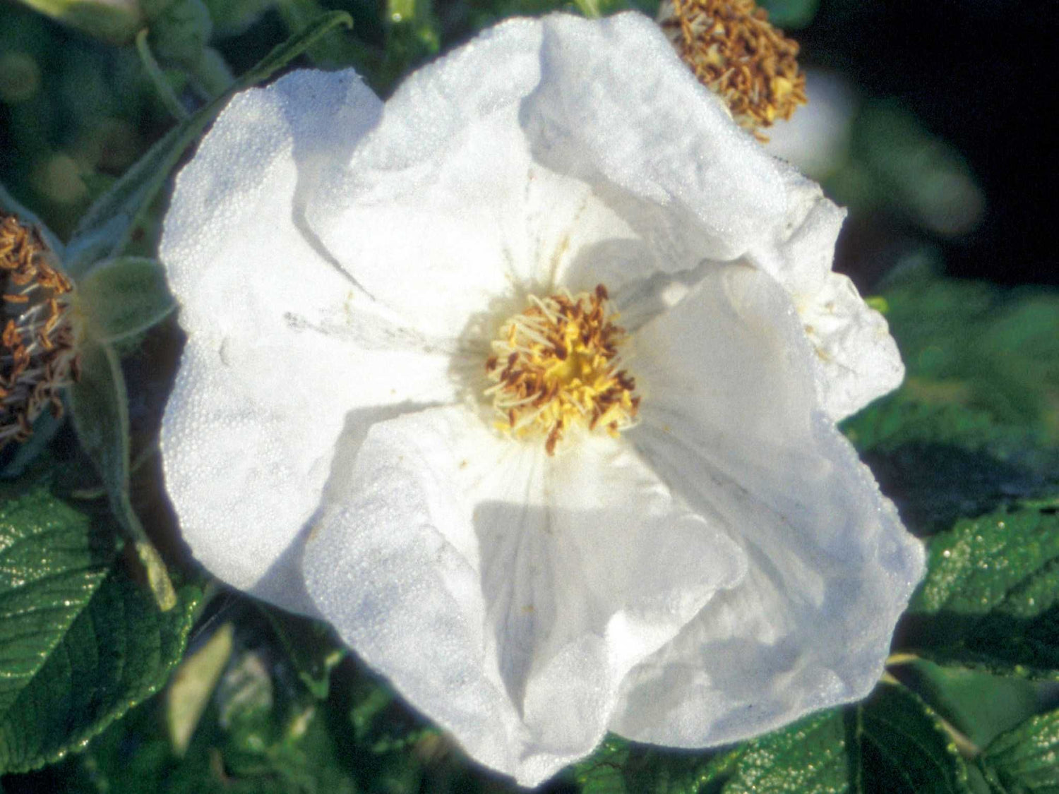 Rugosa Alba - Kartoffelrose Strauchrose