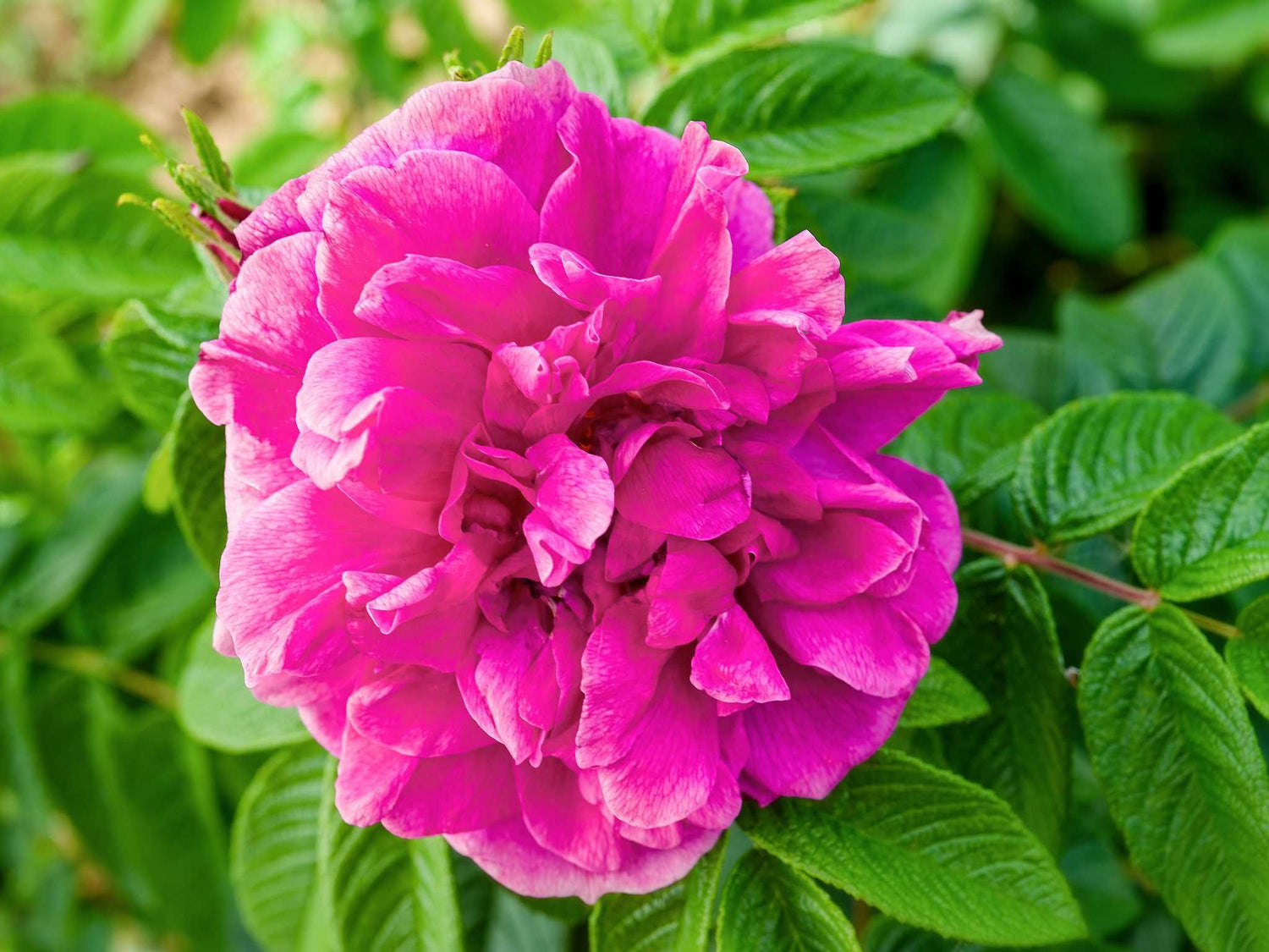 Hansa Rugosa - Kartoffelrose Strauchrose