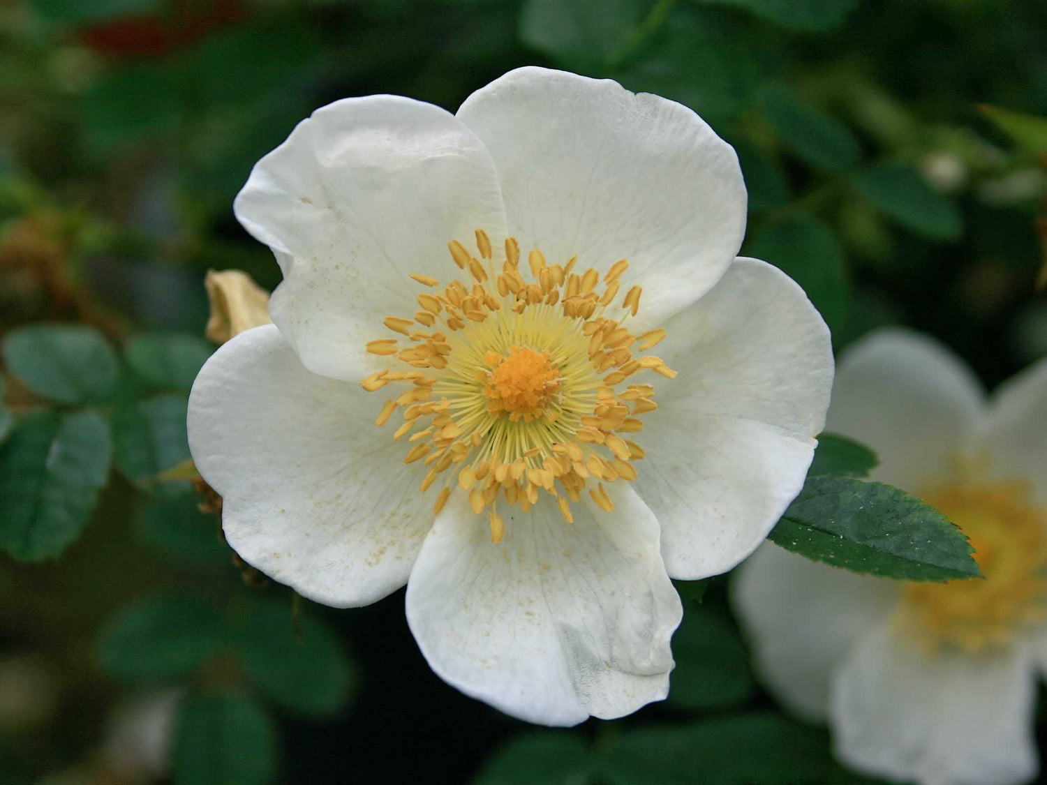 Pimpinellifolia - Dünenrose Bibernellrose Wildrose