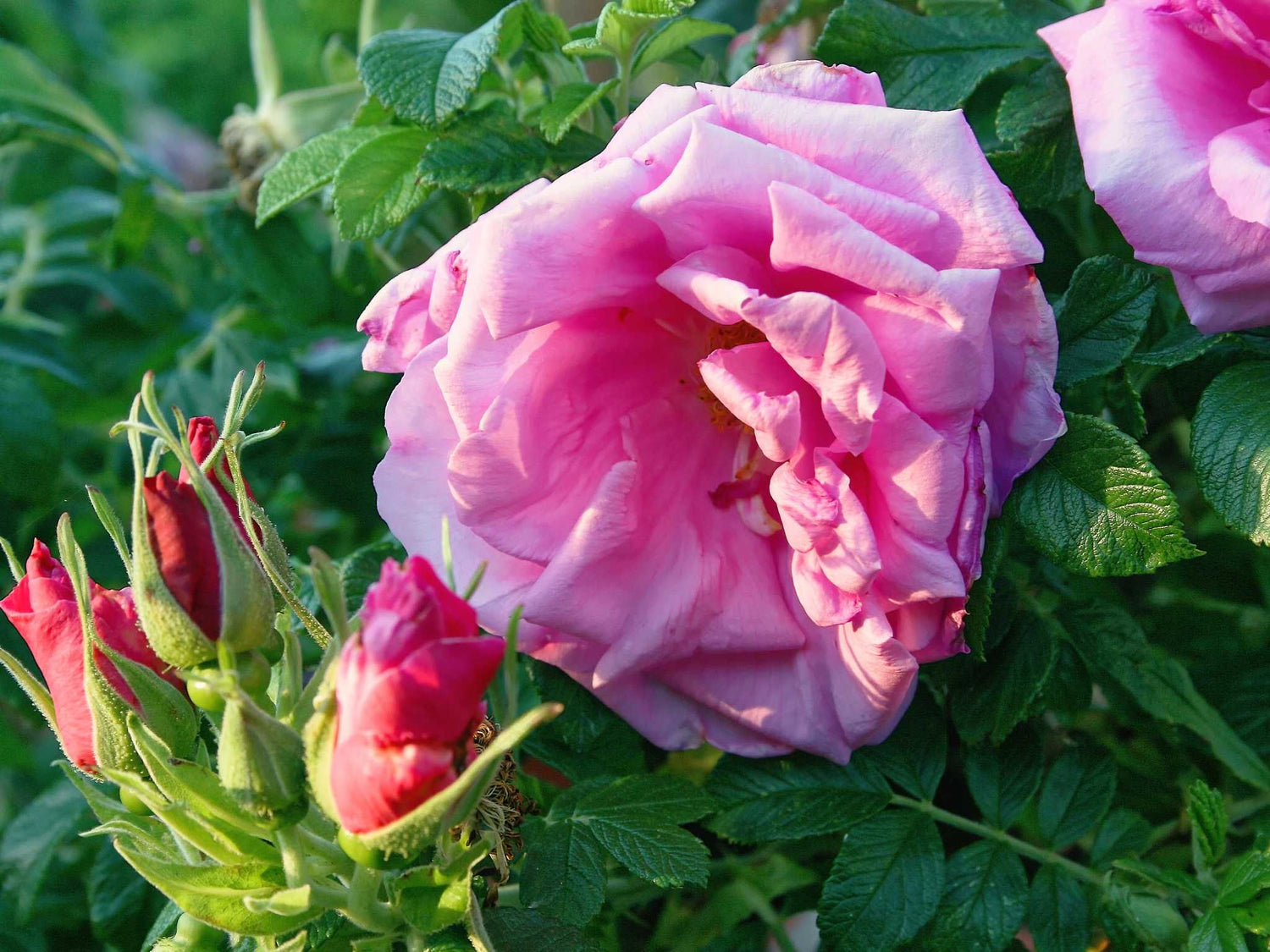 Rosa Zwerg Rugosa - Kartoffelrose Bodendeckerrose