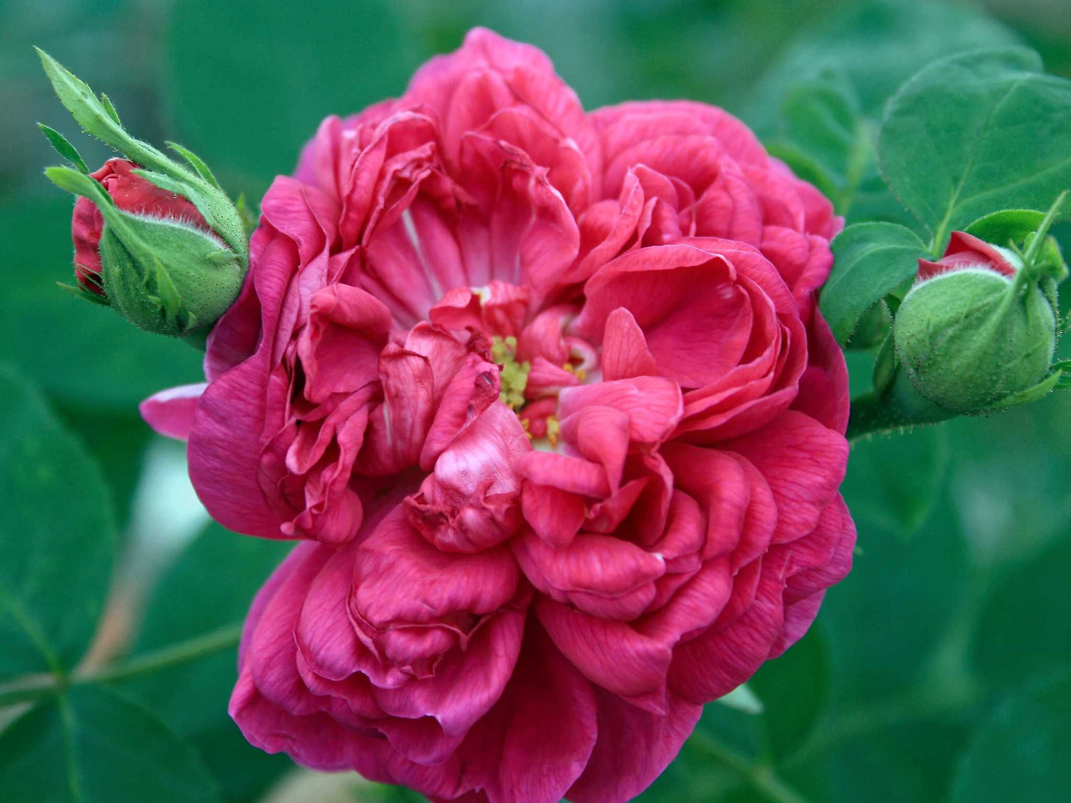 Rose de Resht - Damaszenerrose