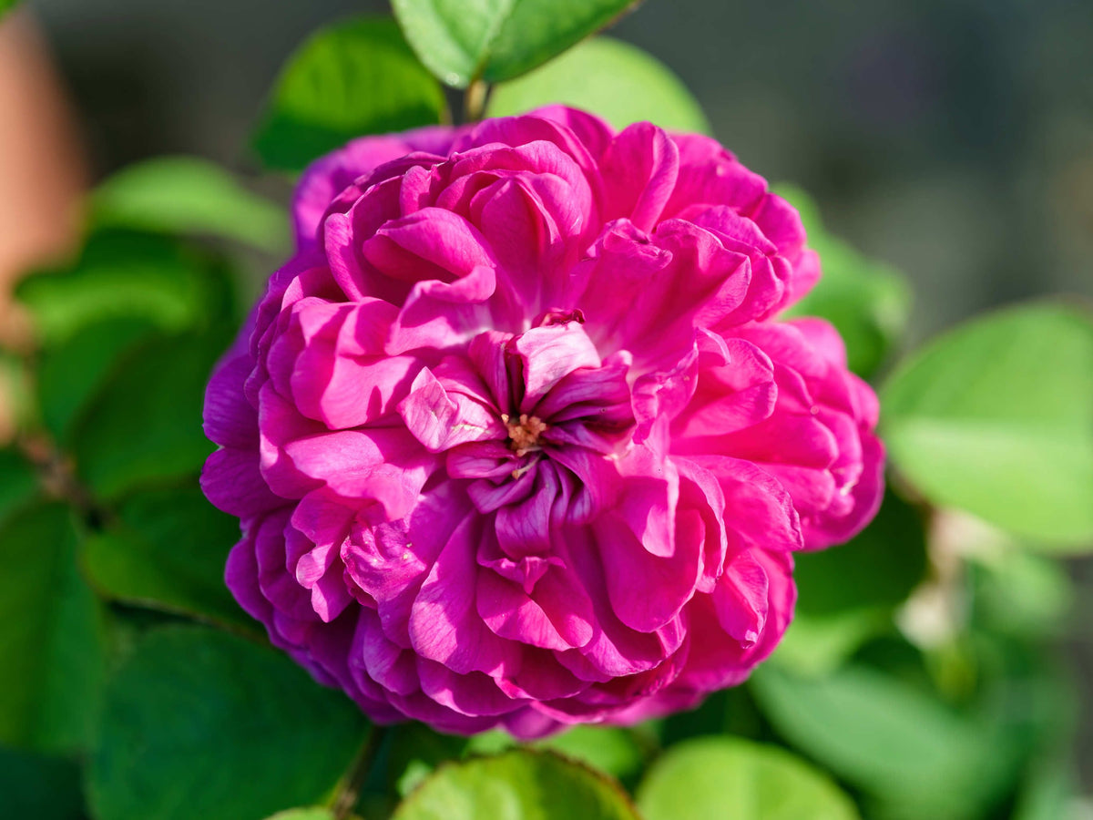 Rose de Resht - Damaszenerrose