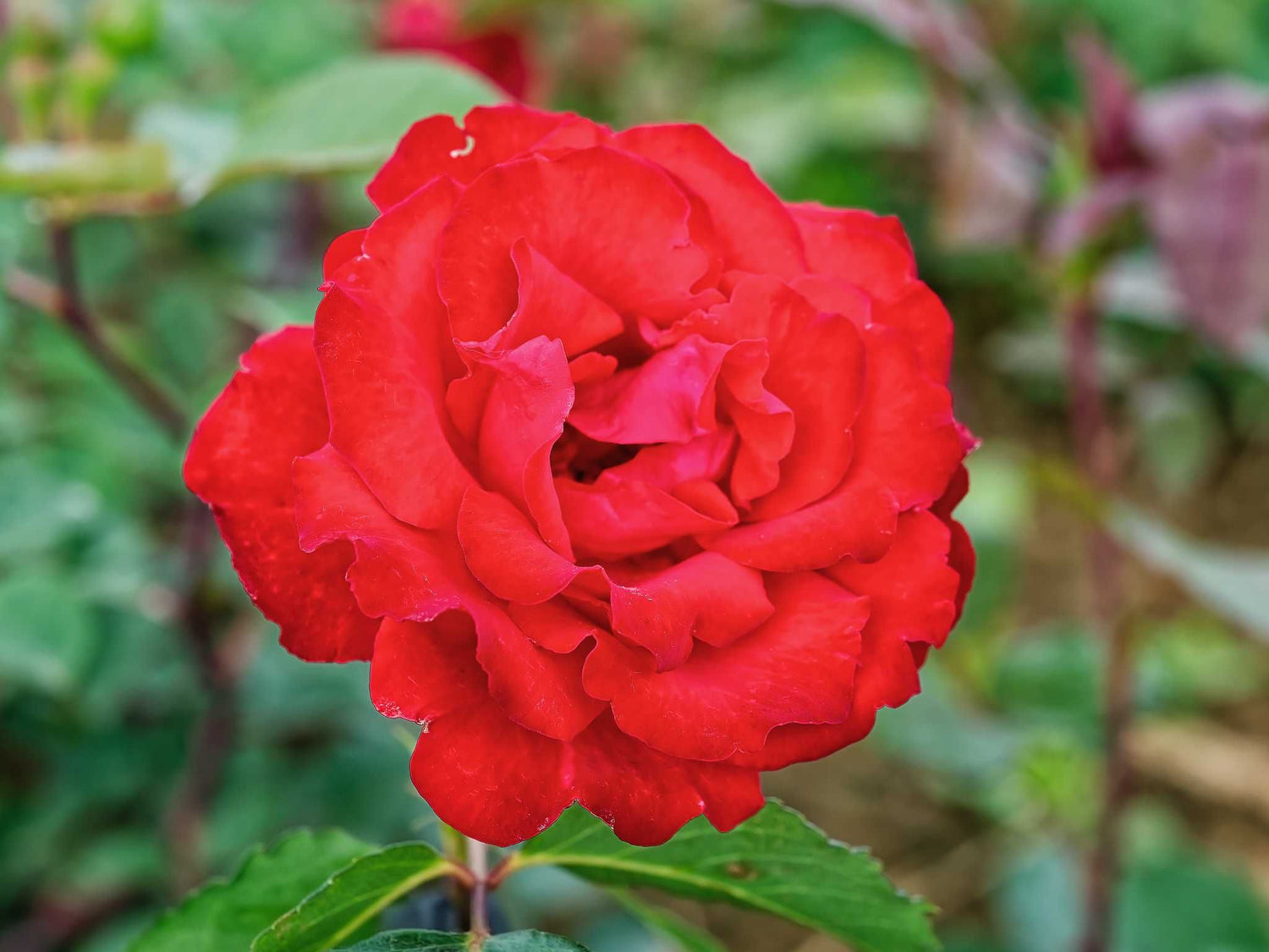 Royal Show - Strauchrose