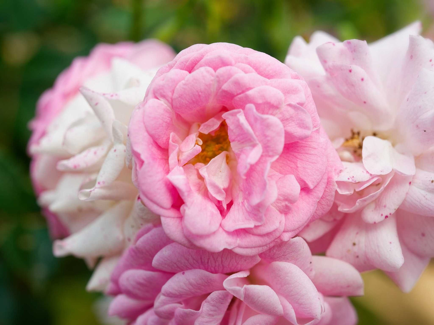 Super Fairy - Kletterrose Rambler