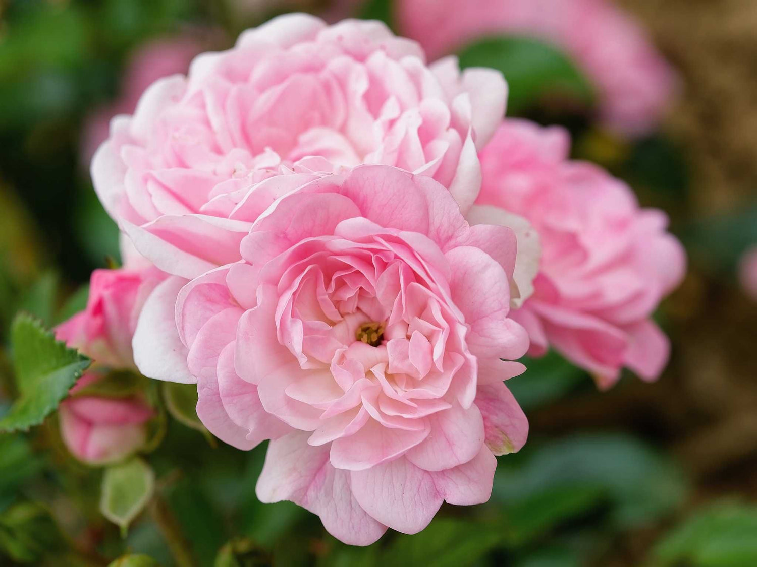 The Fairy - Bodendeckerrose