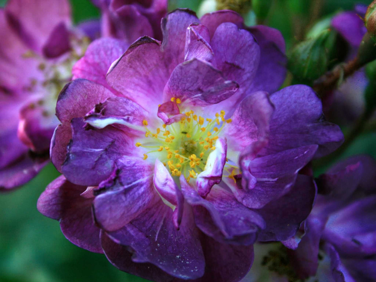 Veilchenblau - Kletterrose Rambler