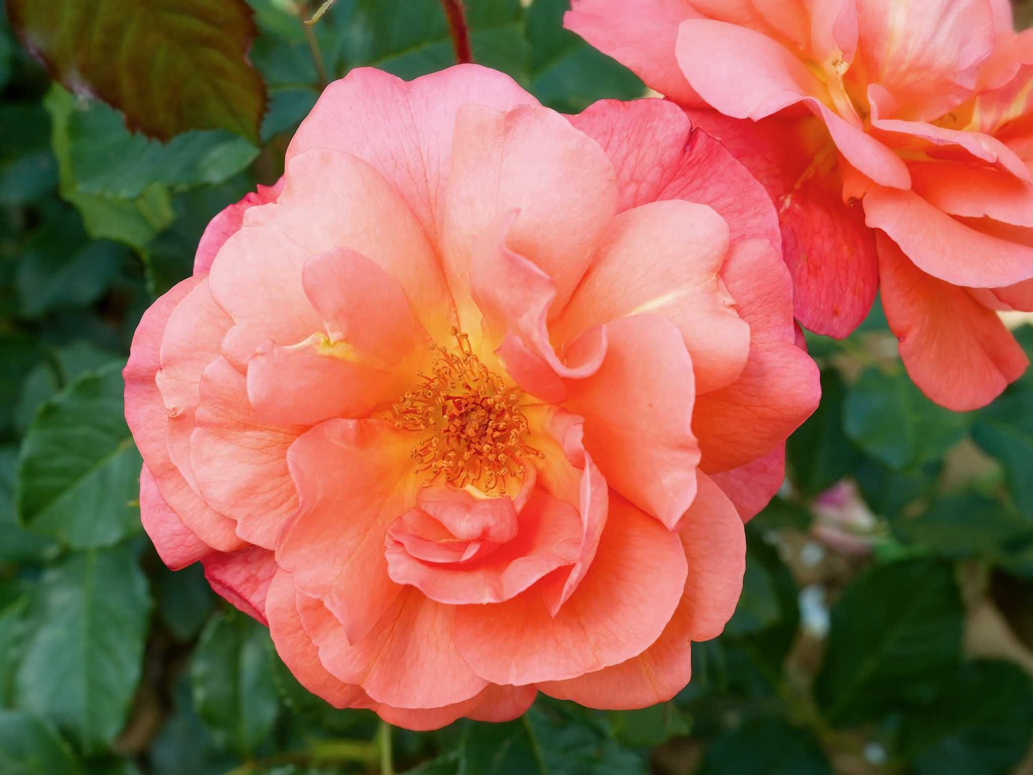 Westerland - Strauchrose
