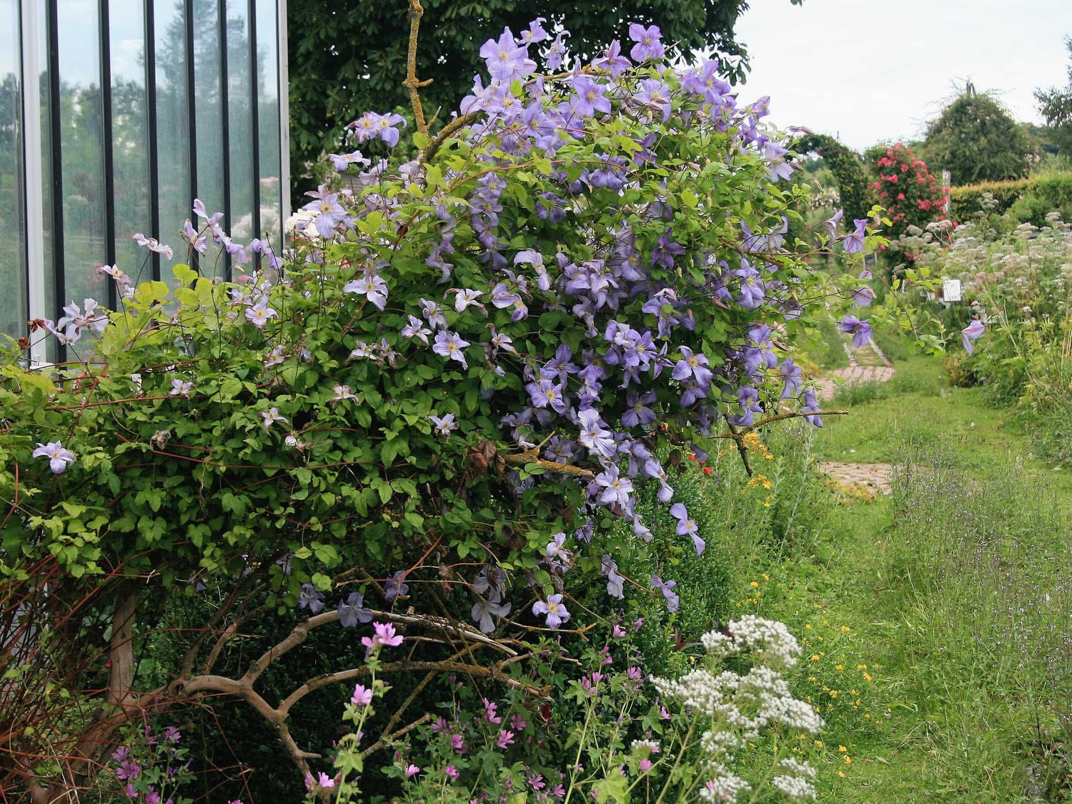 Emilia Plater - Clematis viticella - Waldrebe