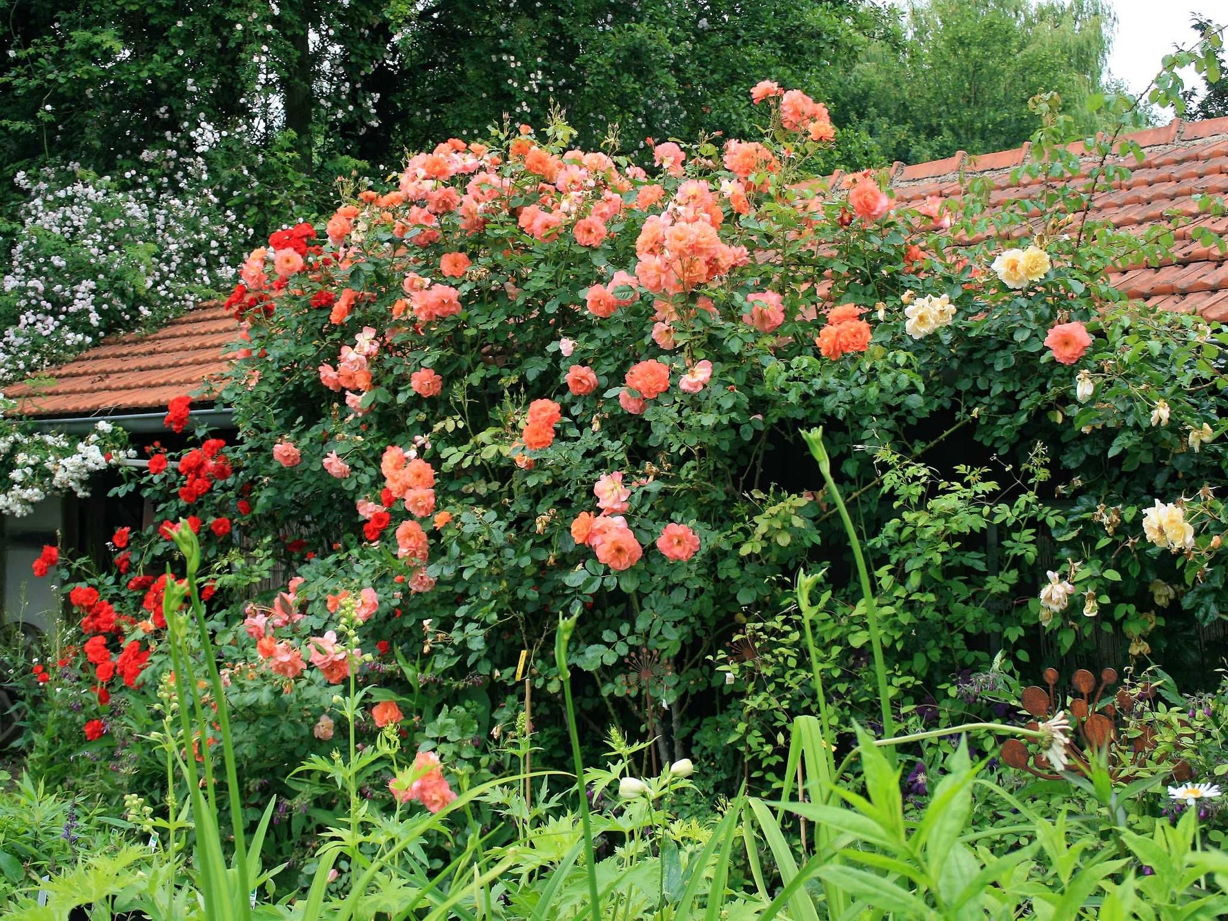 Westerland