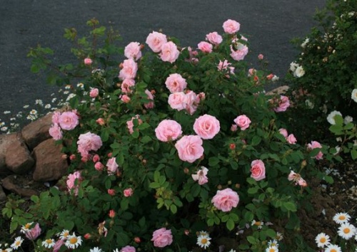 Rosa rubiginosa 'Fritz Nobis'