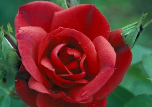Rosa rubiginosa 'Herbstfeuer'