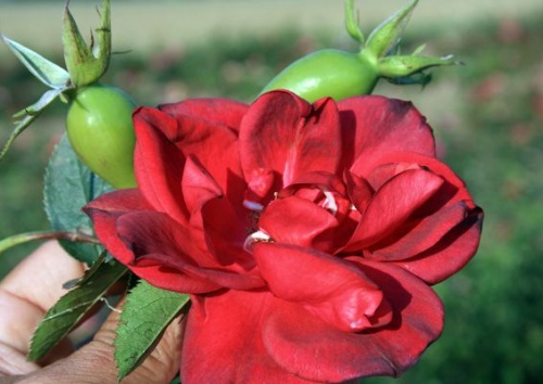 Rosa rubiginosa 'Herbstfeuer'
