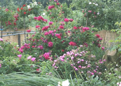 Rosa gallica 'officinalis'