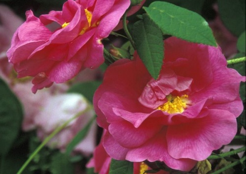 Rosa gallica 'officinalis'