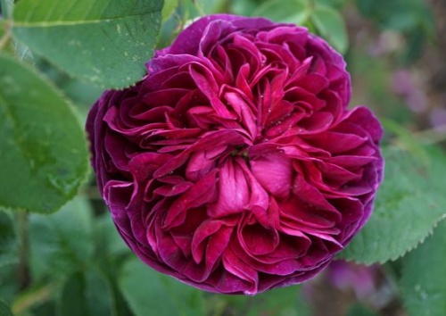 Rosa gallica 'Charles de Mills'