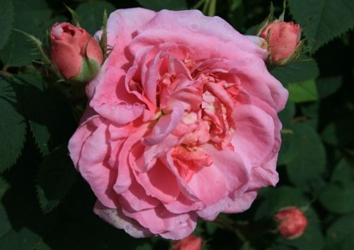 Rosa 'Crepuscule'