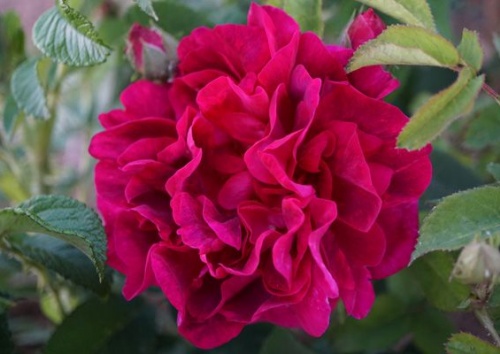 Rosa gallica conditorum