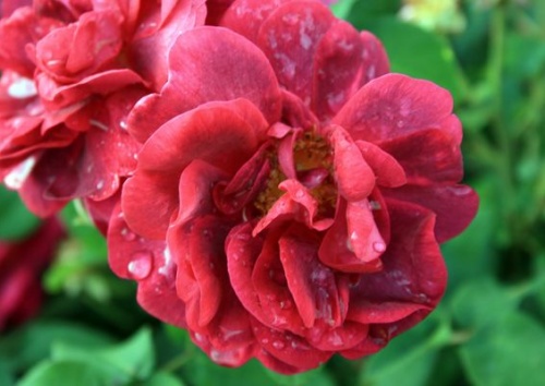 Rosa gallica conditorum