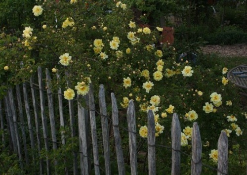 Rosa pimpinellifolia 'Double Yellow'