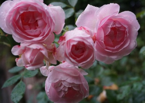 Rosa 'Lovely Meidiland'