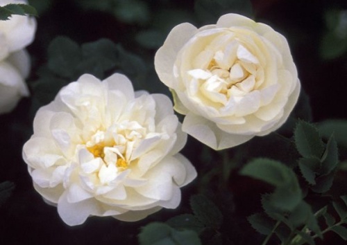Rosa pimpinellifolia 'Double White'
