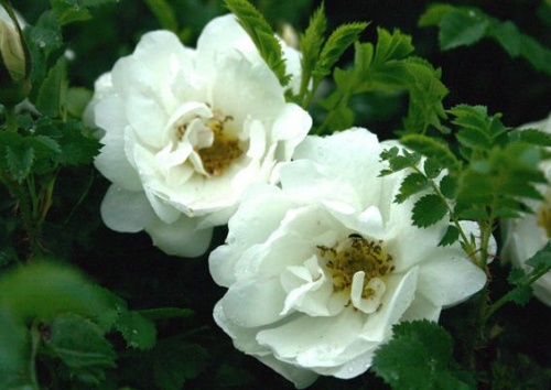 Rosa pimpinellifolia 'Double White'