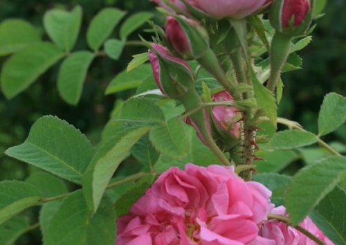 Rosa damascena 'Quatre Saisons'